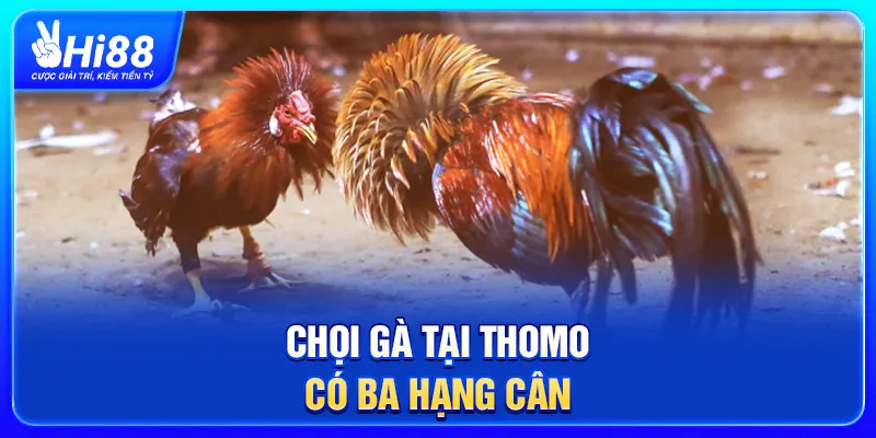 Chọi gà tại Thomo có ba hạng cân