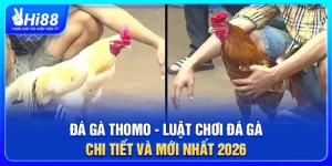 Đá Gà Thomo - Luật Chơi Đá Gà Chi Tiết Và Mới Nhất 2026
